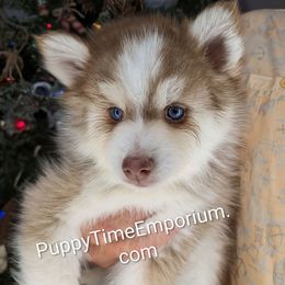 Jingle - 2000 - Red and white male Pomsky puppy in Spring Hill, Florida from www.PuppyTimeEmporium.com