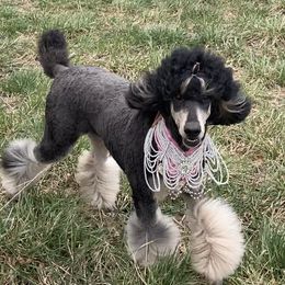 Tessia - Poodle