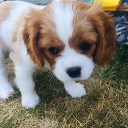 Cavalier King Charles Spaniel Puppies from Blueberry Hill Cavaliers