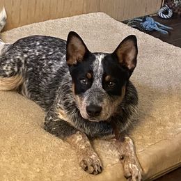 Fiddler - Australian Cattle Dog