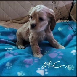 Cocker Spaniel Puppies from -PrincetonzSpanielz-