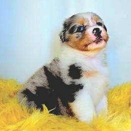 Australian Shepherd Puppies from Winsome Aussies