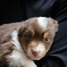 Mipha - Red tri-color female Australian Shepherd puppy in Woodinville, Washington from Cornerstone Australian Shepherds
