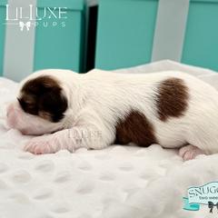 Morkie and Shorkie Puppies from Lil Luxe Pups