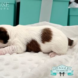 Morkie and Shorkie Puppies from Lil Luxe Pups