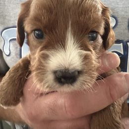 Ethel - Red female Cavapoo puppy in Osseo, Michigan from Smiths Fluffy butts