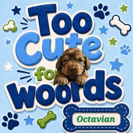 Octavian - Chocolate and tan male Dachshund puppy in New Caney, Texas from BouncinMiniWeenies