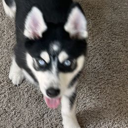 Pomsky Puppies from Allis Palace Pomskies