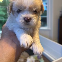Lilac Collar - White female Lhasa Apso puppy in Port Royal, Virginia from Hearth and Hound Family Farms