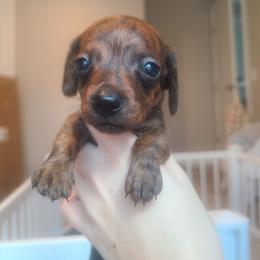 Dough - Brindle male Dachshund puppy in Okeechobee, Florida from Far Far Away Dachshunds