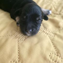 Boy1 - Black male Havanese puppy in Batesville, Arkansas from Hillbilly Havanese