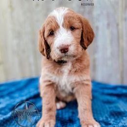 Bordoodle and Labradoodle Puppies from Howdy Doodles