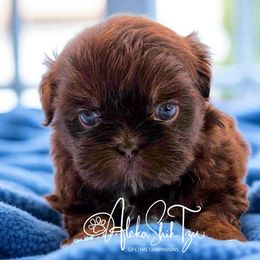 Brock - Liver male Shih Tzu puppy in Richmond, Texas from Aleka Shih Tzu