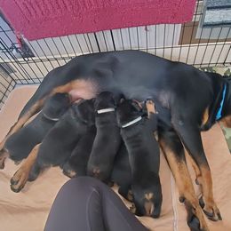 Rottweiler Puppies from Vom Corvinus Haus Rottweilers