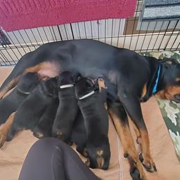 Rottweiler Puppies from Vom Corvinus Haus Rottweilers
