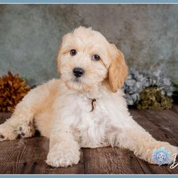 Langstrom - Red male Bernedoodle puppy in Connersville, Indiana from Deaz Doodle Ranch