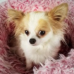 Cotton - Chihuahua