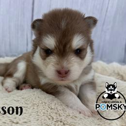 Wesson - Red and white male Pomsky puppy in Eastman, Georgia from Once Upon A Pomsky