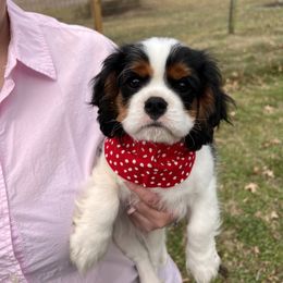 Boy 1 - Cavalier King Charles Spaniel puppy from Southern Valley Cavaliers
