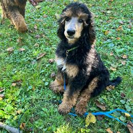 Kate Hudson - Phantom female Poodle puppy in Mount Gilead, Ohio from Cats Creek Standard Poodles