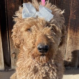 Penny - Poodle