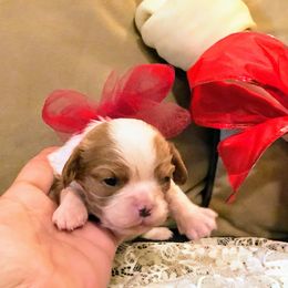 Cavalier King Charles Spaniel Puppies from Amber Field Cavaliers