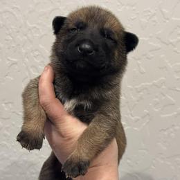 Treble - Fawn sable male Belgian Malinois puppy in Briggs, Texas from Madhouse’s Belgian Malinois and German Shepherds