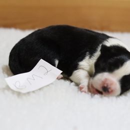 AKC Grand Champion Sired (BM2) - Black male Border Collie puppy in Noble, Oklahoma from CheckItOut Border Collies