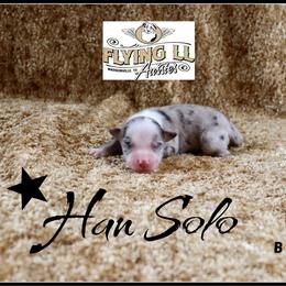Han Solo - Blue merle male Miniature Australian Shepherd puppy in Madisonville, Texas from Flying LL Aussies