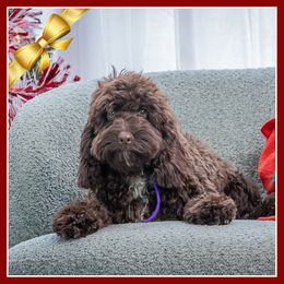 Charly - Brown female Cockapoo puppy in Connersville, Indiana from Deaz Doodle Ranch