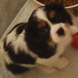 Tootsie - Christmas special - Tri-color female Cavalier King Charles Spaniel puppy in East Providence, Rhode Island from Marta's Cavaliers