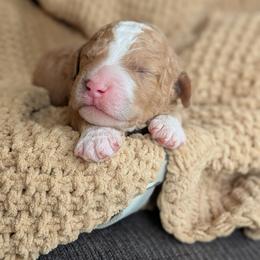 Brooks - Apricot male Poodle puppy in Prattville, Alabama from Jericho Junction Doodles and Poodles