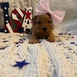 Purple Girl - Red  female Goldendoodle puppy in Colorado Springs, Colorado from Simply Mini Goldendoodles