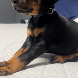 Doberman Pinscher and Labrador Retriever Puppies from Mississippi K9 Kennel