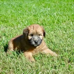 Spruce - Wheaten male Soft Coated Wheaten Terrier puppy in Kirksville, Missouri from Ironwood Ridge Kennels