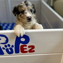 Border Collie Puppies from Kuponya Kennels & Kids