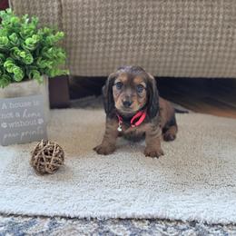 AKC Meet Duke :) - Sable male Dachshund puppy in Centerville, Iowa from Barnyard Dachshunds, Dals & Doodles