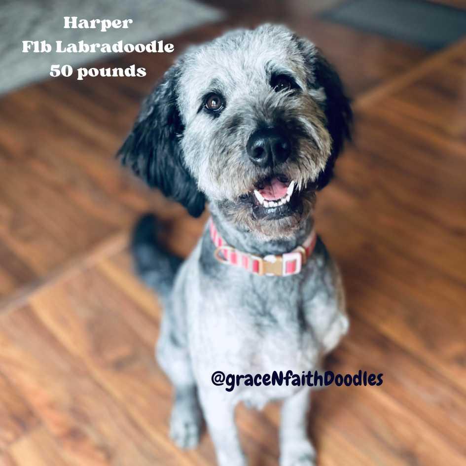 Harper