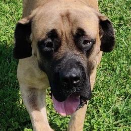 Mastiffs from Great Lakes Mastiffs