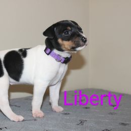 Girl 2 - White black and tan female Rat Terrier puppy in Sharon, Ohio from Forest Grove Rat Terriers