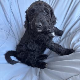 Sweetie - Black female Bordoodle puppy in Indianapolis, Indiana from Indiana Bordoodles