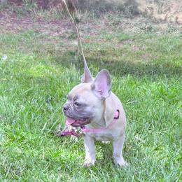 Moana - Fawn female French Bulldog puppy in Lakeside, California from French Houzz