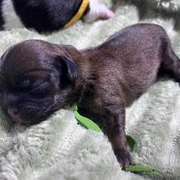 Casey - Red female Shih Tzu puppy in Sacramento, California from NANA’S  QUALITY SHIH TZU'S