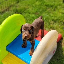 Red male - Red and rust male Doberman Pinscher puppy in Byron Center, Michigan from Steel Haus Dobermans