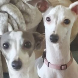 Italian Greyhounds from Melissa's Italian Greyhounds