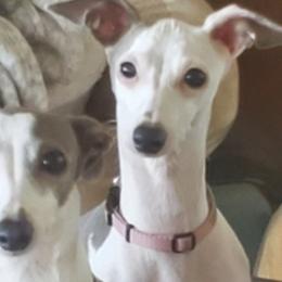 Italian Greyhounds from Melissa's Italian Greyhounds