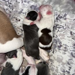 Boston Terrier Puppies from Toon’s Boston Terriers