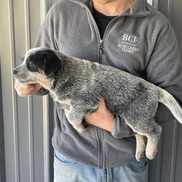 River - Female 3 - Blue female Australian Cattle Dog puppy in Jefferson, South Carolina from Blue Creek Farms
