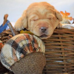 Labrador Retriever Puppies from Breeding Coordinator at Dogs for Better Lives