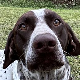 Edelmarke Jäger V Echoes Of The Past BCAT - German Shorthaired Pointer
